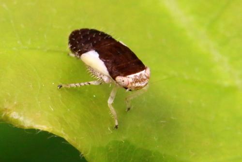 Réf. 214 301 : Allygidius commutatus